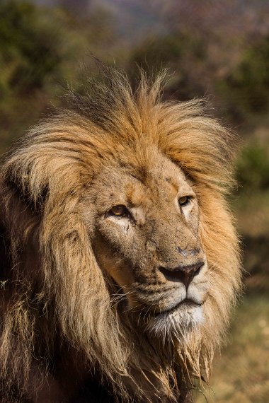 005 Hoedspruit, Moholoholo Wildlife Rehabilitation Center, leeuw.jpg